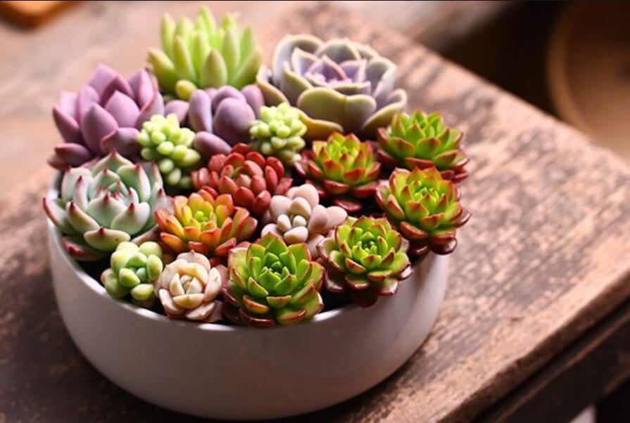 南寧花藝資訊：多肉花籃怎么做？