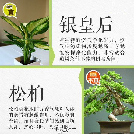 哪些綠植適合放在室內(nèi)？南寧花藝師培訓(xùn)學(xué)校盤點(diǎn)清單