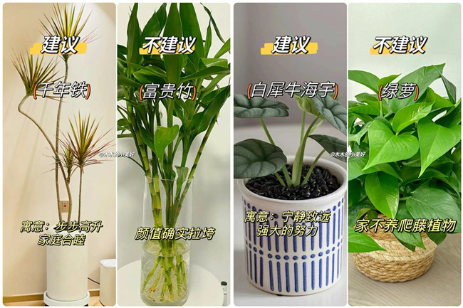廣西花藝藝術：適合客廳擺放的綠植 
