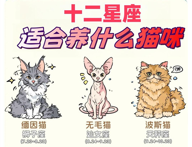 12星座適合養(yǎng)什么貓咪？
